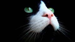 cats Animals green eyes closeup