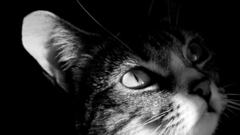 Cats Animals grey animal