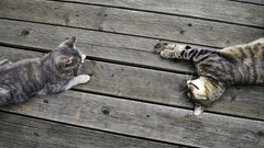 Cats Animals grey lying