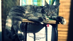 Cats Animals grey sleeping