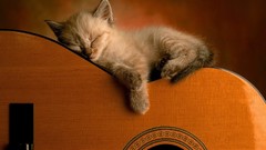 Cats Animals guitars sleeping