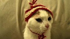 Cats Animals hats animal