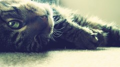 Cats Animals HDR Photography