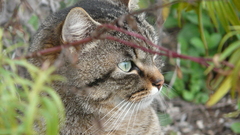 Cats Animals high background