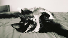 Cats Animals houses grayscale