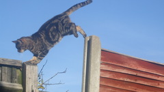 Cats Animals jumping