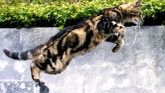 Cats Animals jumping action