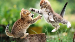 Cats Animals jumping outdoors
