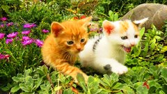 Cats Animals Kittens