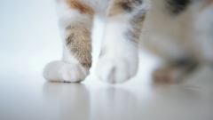 Cats Animals Kittens