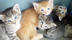 Cats Animals Kittens