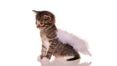 Cats Animals Kittens