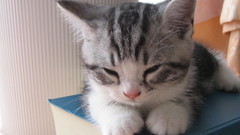 Cats Animals Kittens