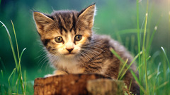 Cats Animals Kittens