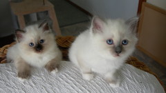 Cats Animals Kittens