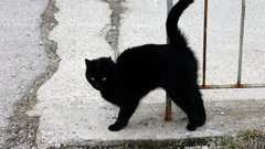 Cats Animals Kittens