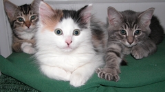 Cats Animals Kittens