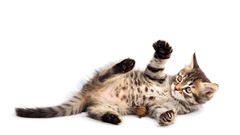 Cats Animals Kittens