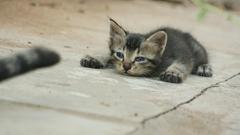 Cats Animals Kittens