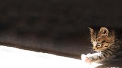 Cats Animals Kittens