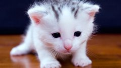 Cats Animals Kittens