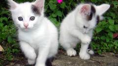 Cats Animals Kittens