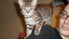 Cats Animals Kittens