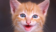 Cats Animals Kittens