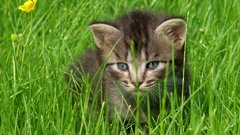 Cats Animals Kittens