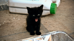 Cats Animals Kittens