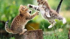 Cats Animals Kittens