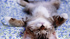 Cats Animals Kittens