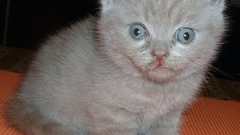 Cats Animals Kittens