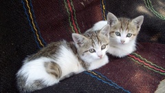 Cats Animals Kittens