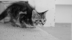 Cats Animals Kittens