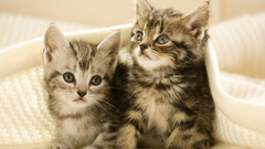 Cats Animals Kittens