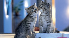 Cats Animals Kittens