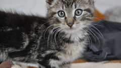 Cats Animals Kittens