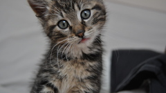 Cats Animals Kittens