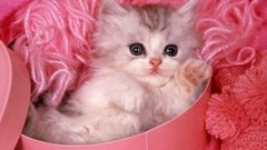 Cats Animals Kittens