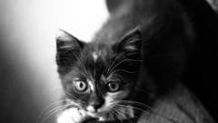 Cats Animals Kittens