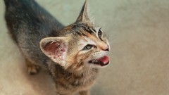 Cats Animals Kittens