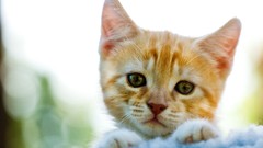 Cats Animals Kittens