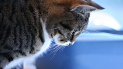 Cats Animals Kittens