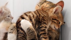 Cats Animals Kittens