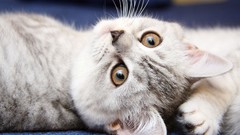 Cats Animals Kittens