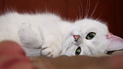 Cats Animals Kittens