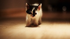 Cats Animals Kittens