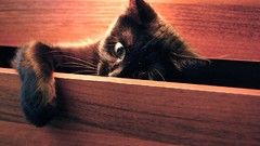 Cats Animals Kittens