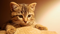 Cats Animals Kittens